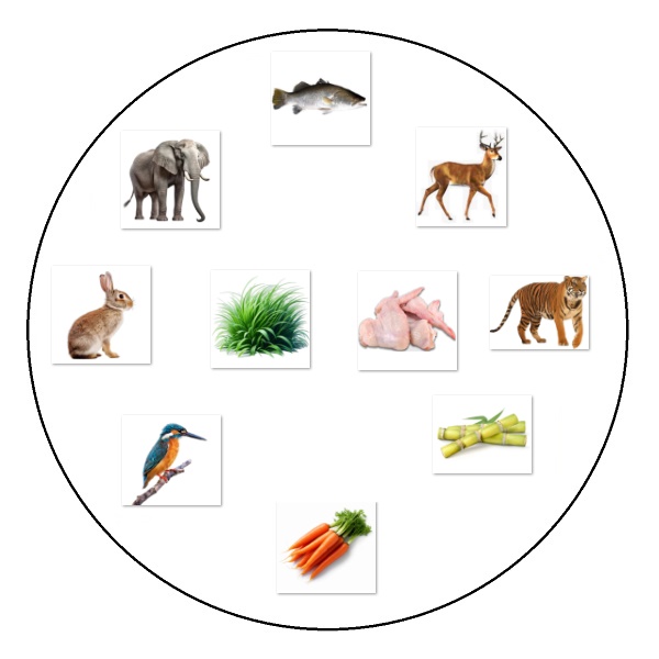 Animals Vs Foods