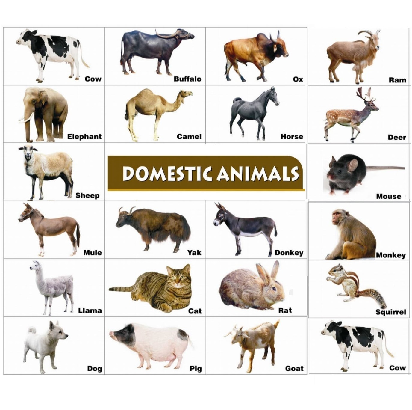 Domestic Animals